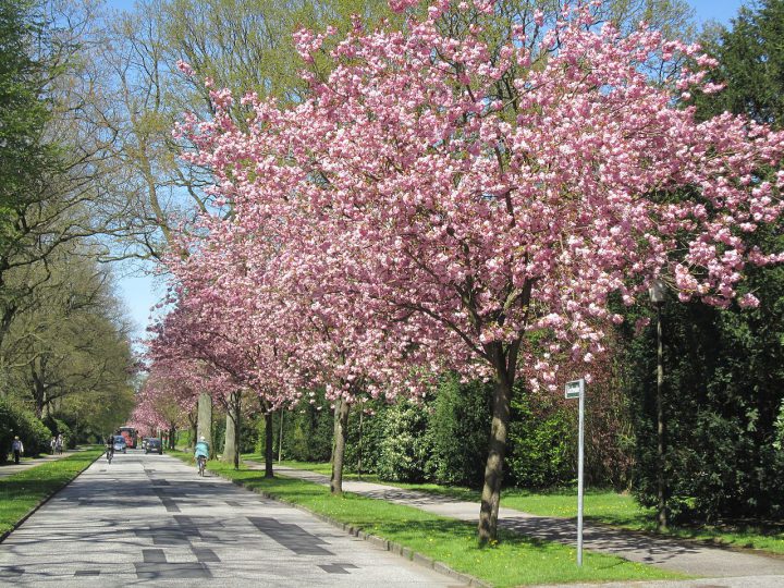 Kirschallee, Friedhof Ohlsdorf